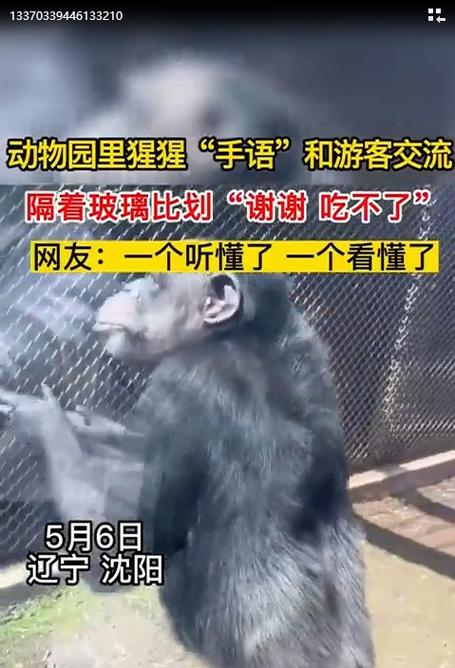 新门内部资料最快更新和被大猩猩反向投喂与被大猩猩反向投喂怎么办